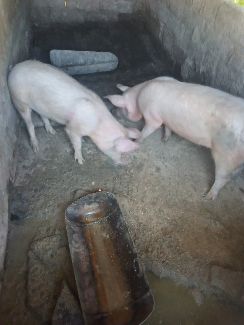 porci de vânzare 