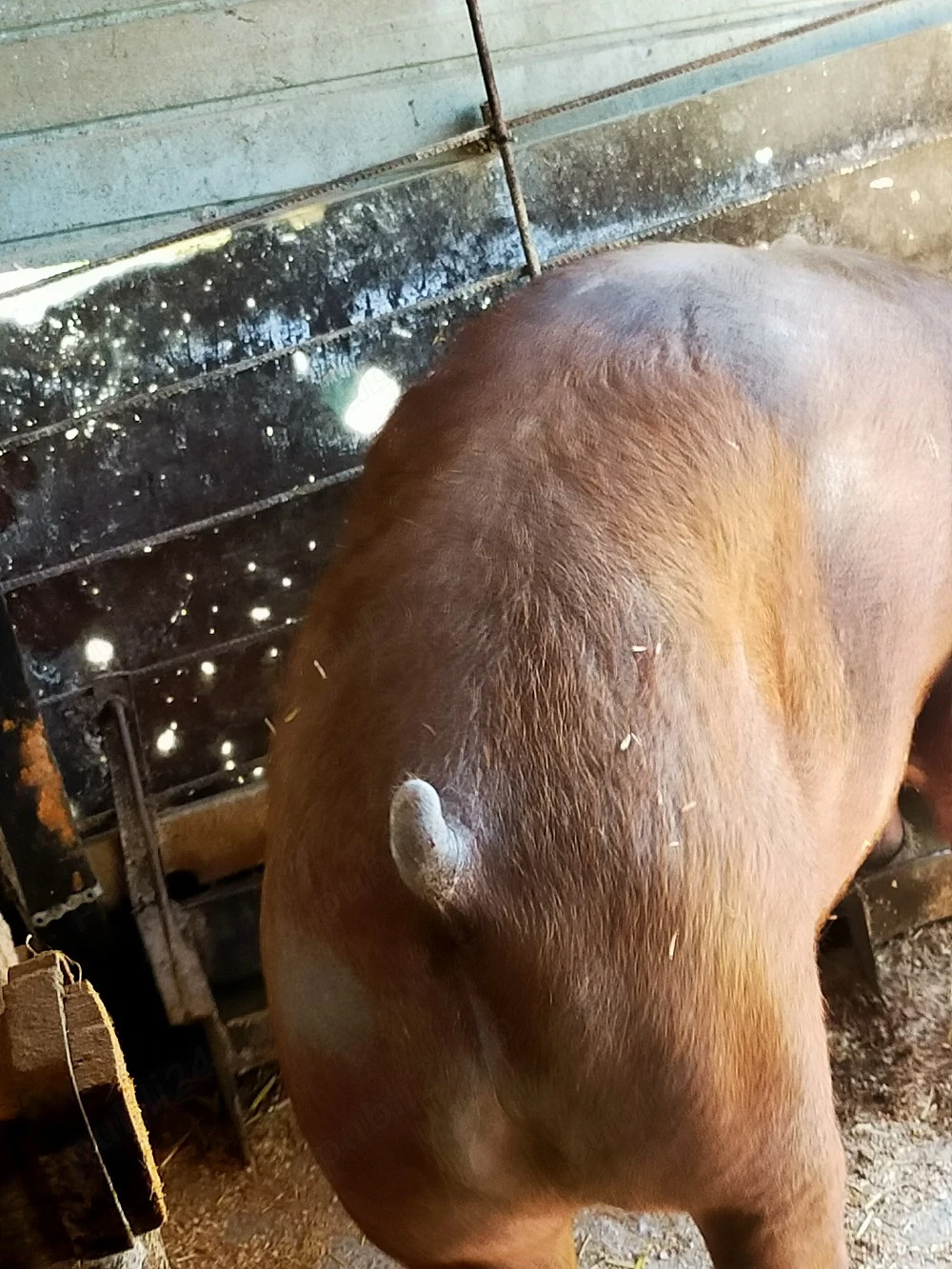 Porc Duroc 