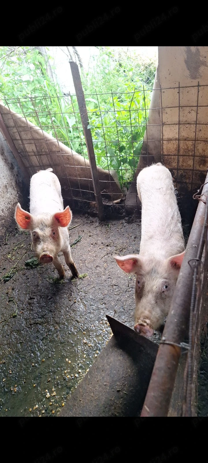 porc  rasa  landrace , 35 kg , 650lei bucata 
