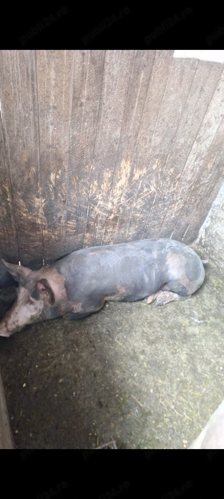 porci  , prețuri negociabile