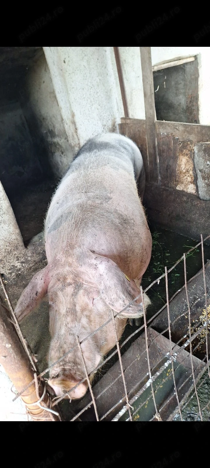porci , prețuri negociabile 