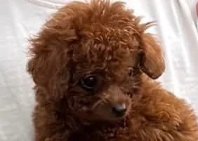 caniche baist si fata rosu aprins