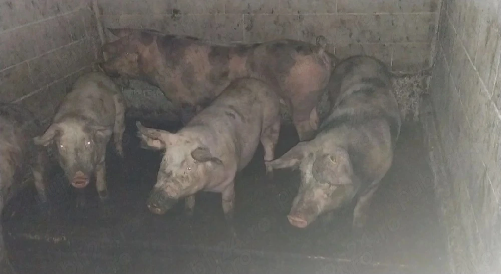 Porci pt sacrificat