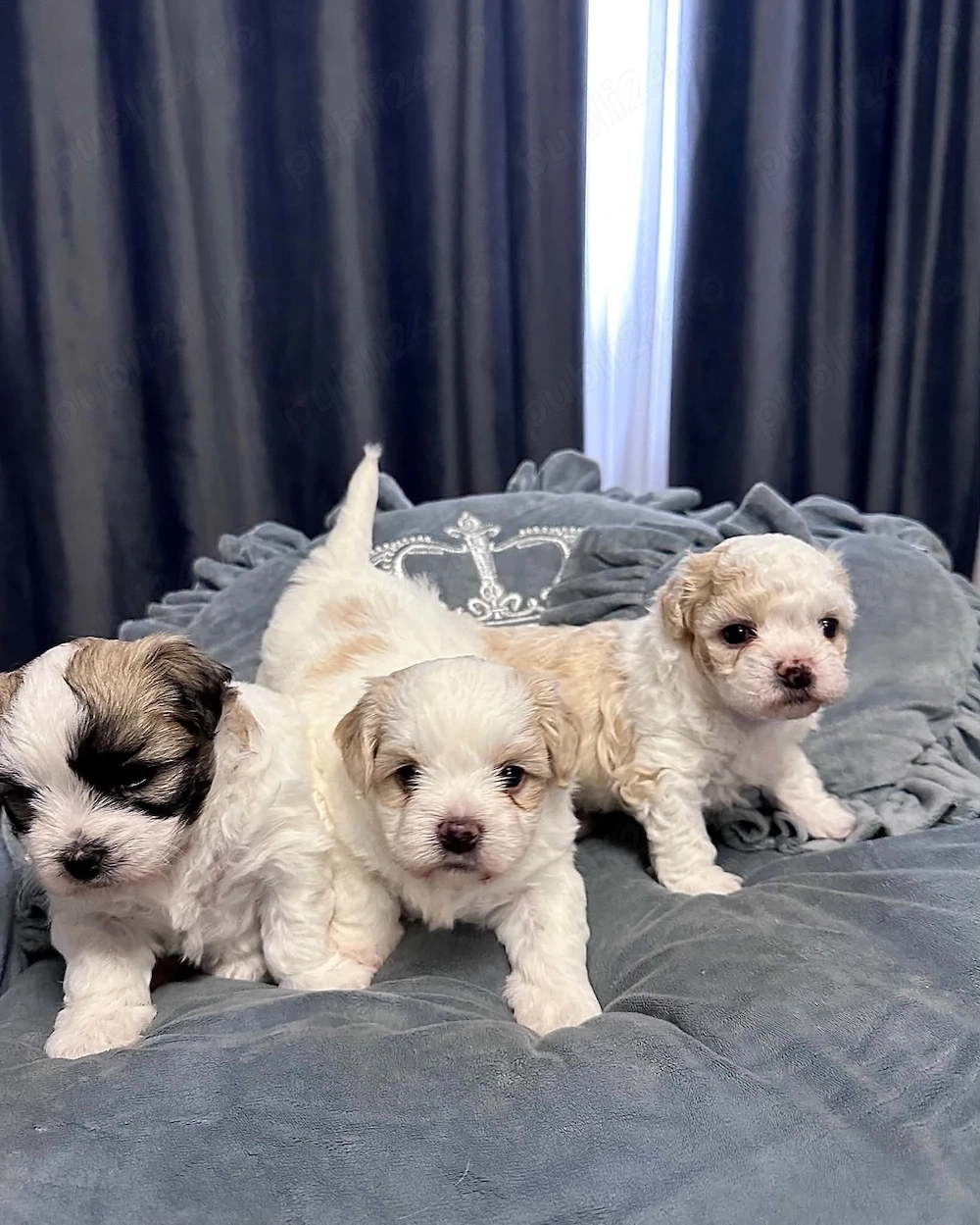 Fetiță si baietel bichon 