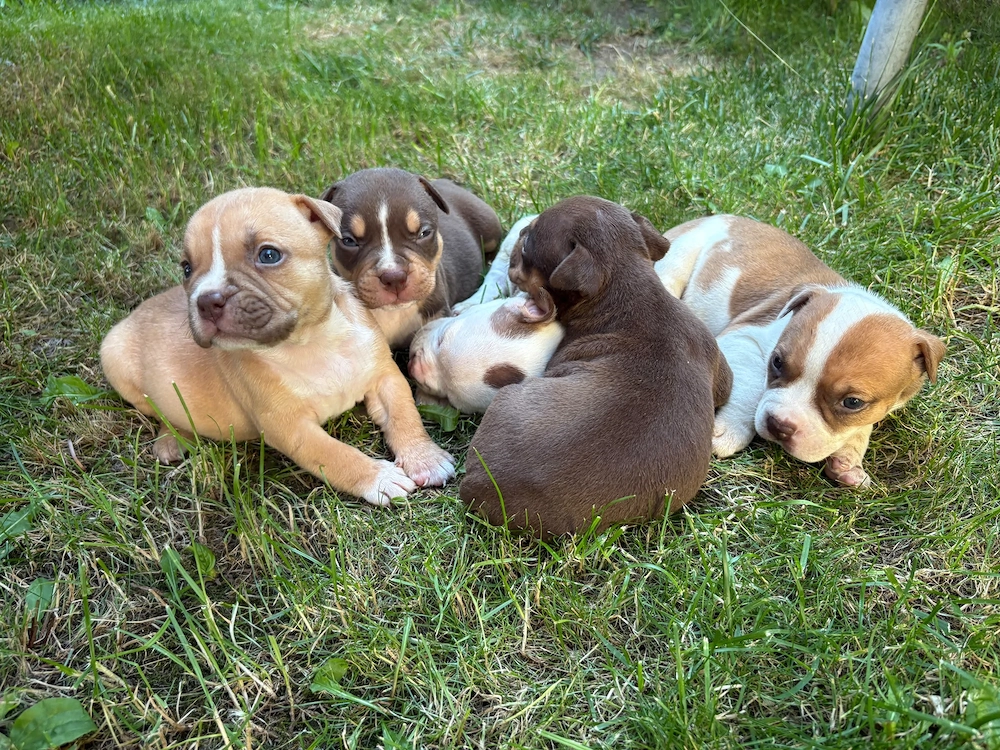 Pui american Bully
