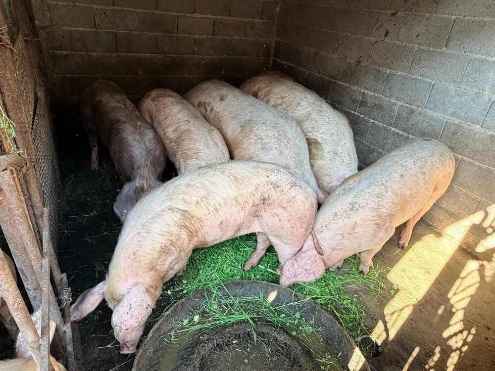 Porci cu gust autentic