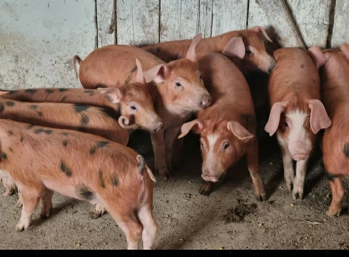 purcei 8 saptamani 