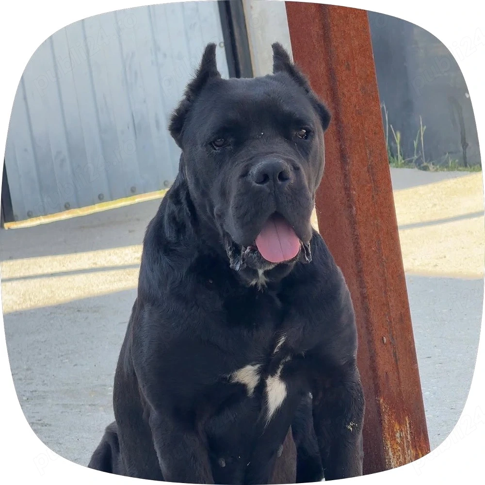 femela cane corso