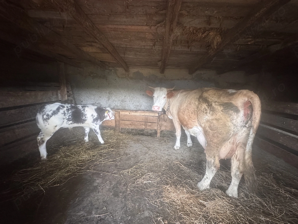 Vaca și vițel 