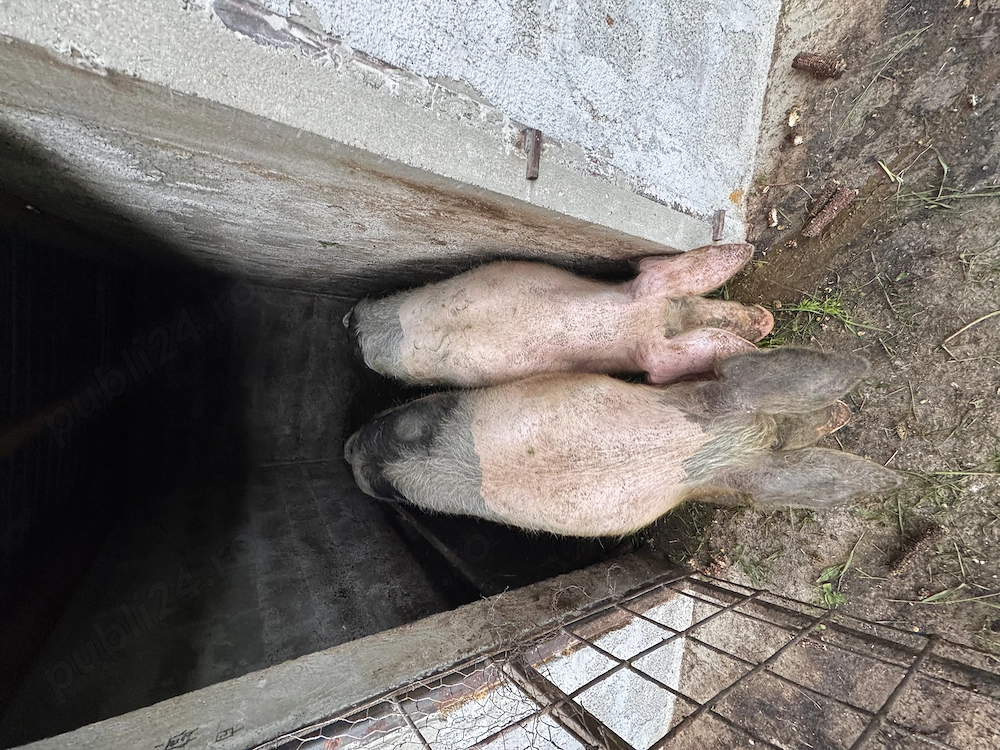 Purcele de vânzare 