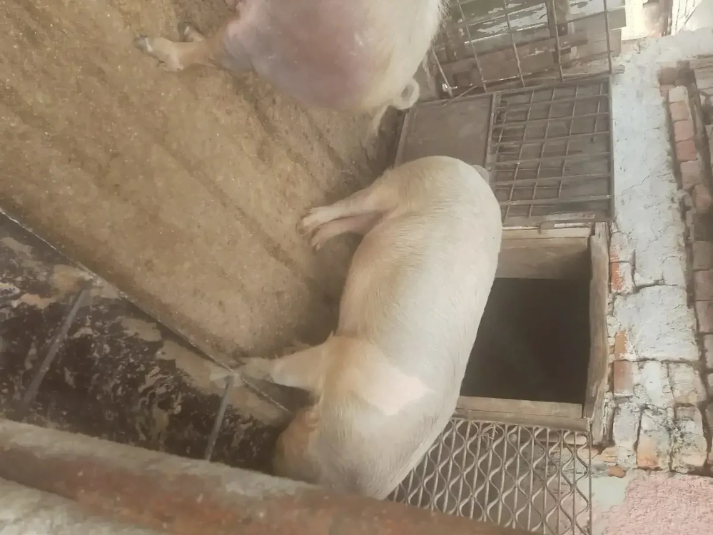 Porci de vânzare 