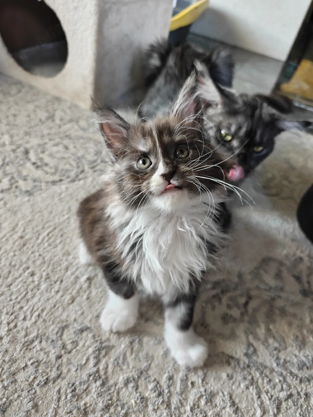 Maine coon 7 săptămâni 
