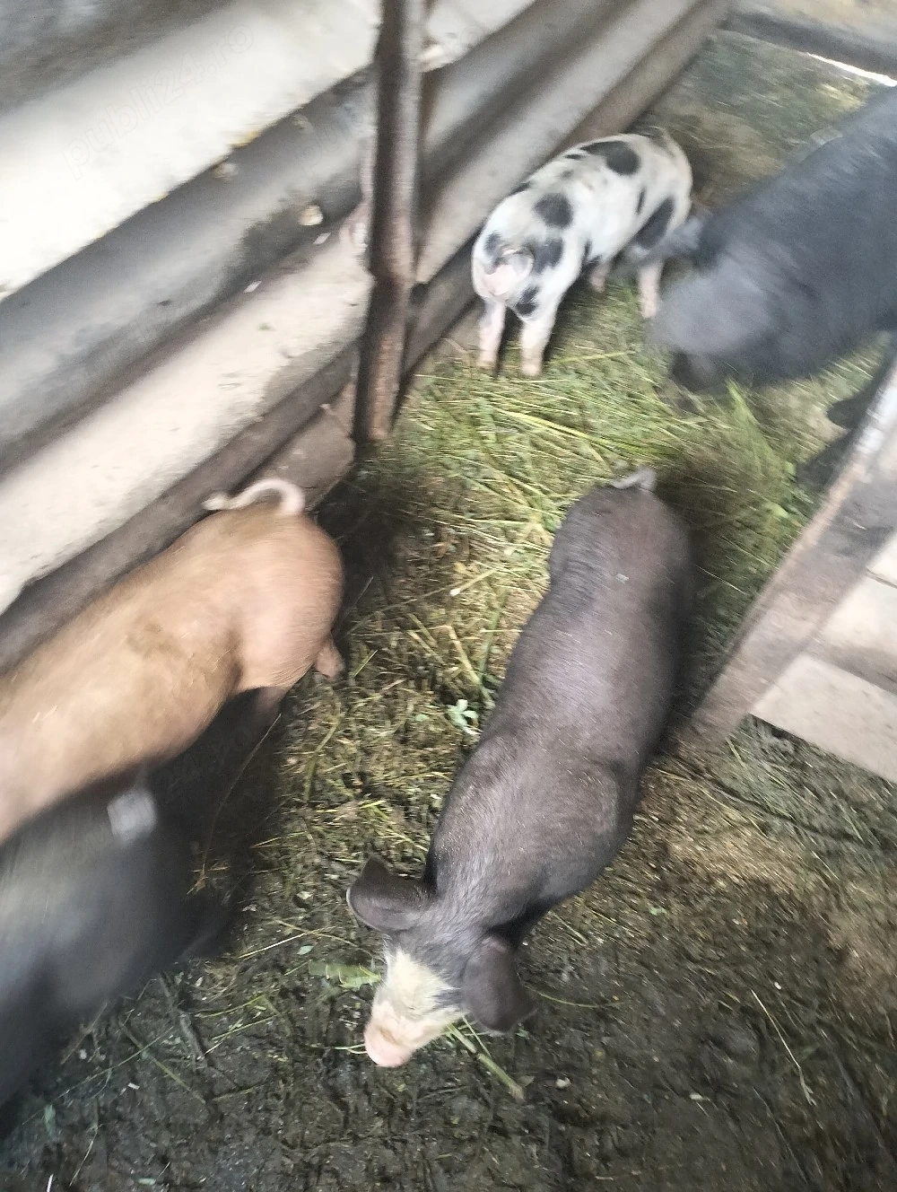 vindem purcei de rasa 