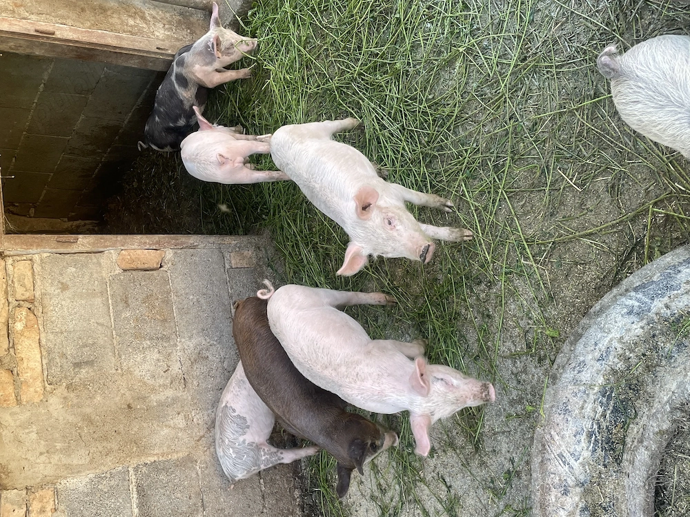 Porci de vânzare 350 lei buc. Preț negociabil 