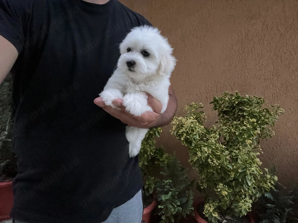 Bichon Maltez