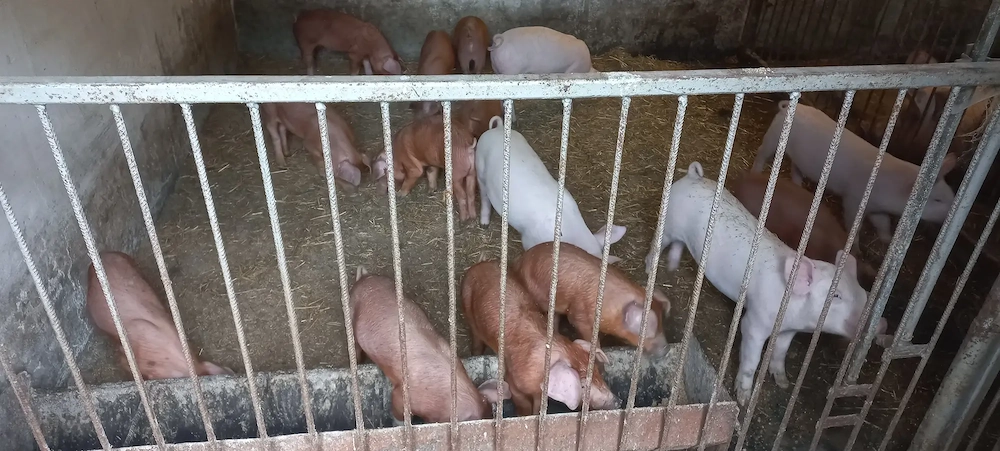 Purcei duroc 7 saptamani