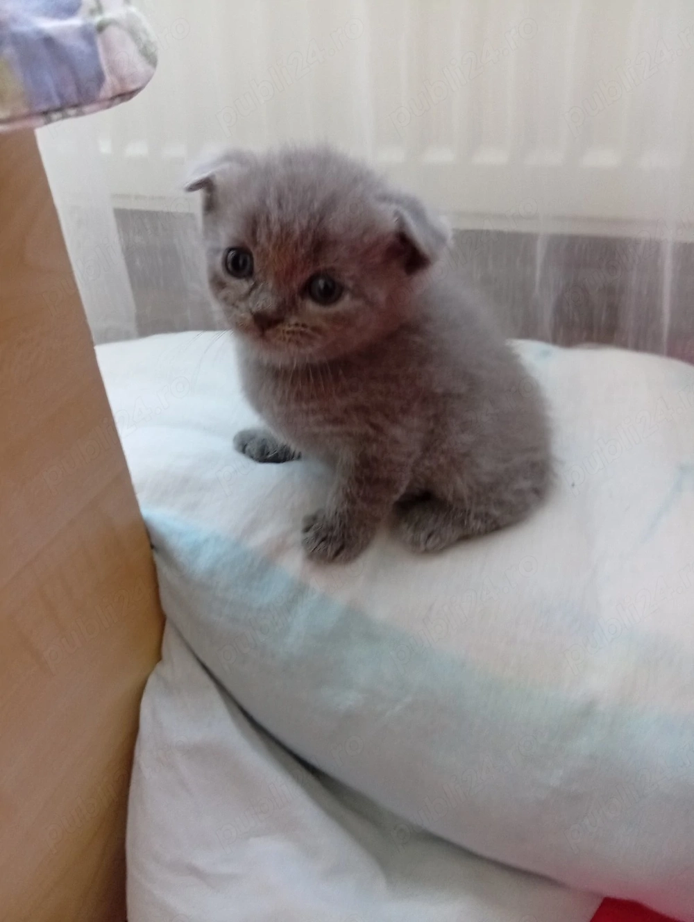 Pui de pisica British Shorthair Blue baieti si fetite