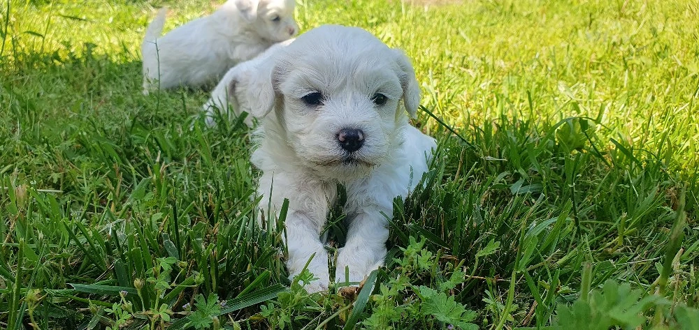 Bichon frize