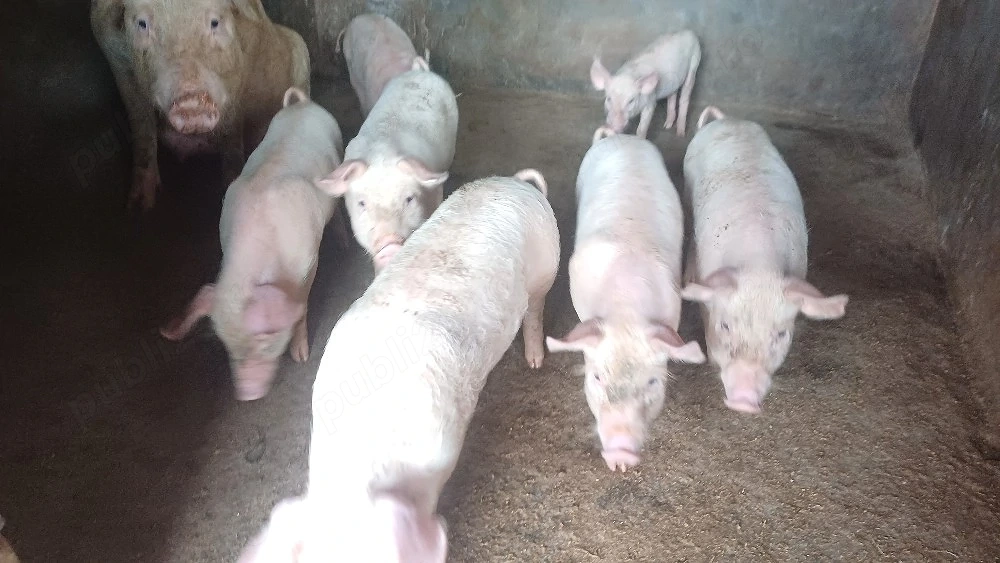 purcei 8 săptămâni 