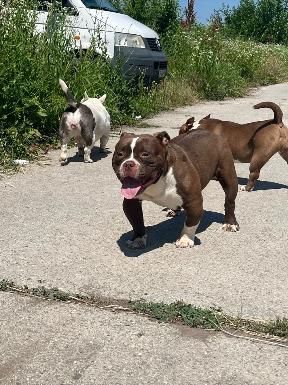 American Bully Exotic!!!