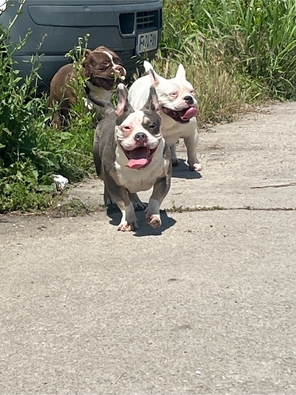 American Bully Femela 