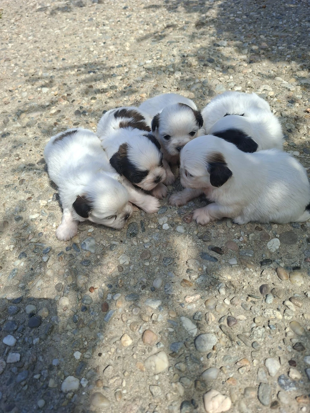 Catelusi rasa shih tzu