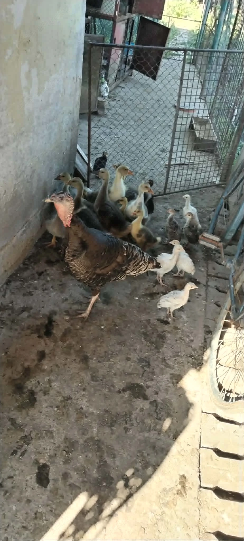 boboci de gisca