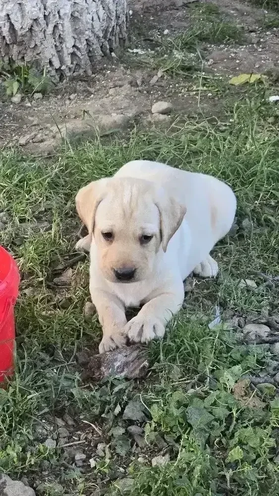 Vand Pui Labrador Retriver