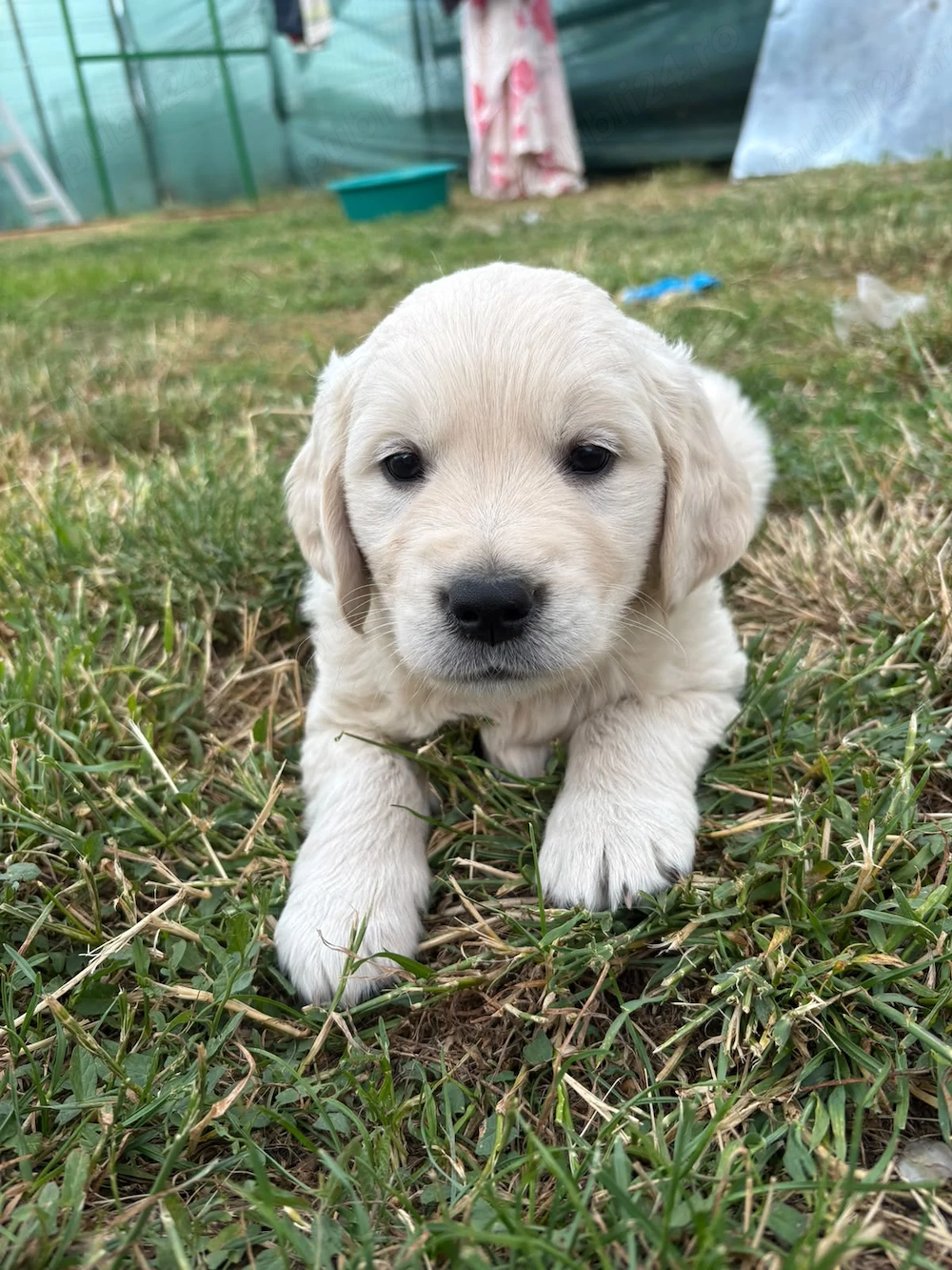 Vand pui Golden Retriever