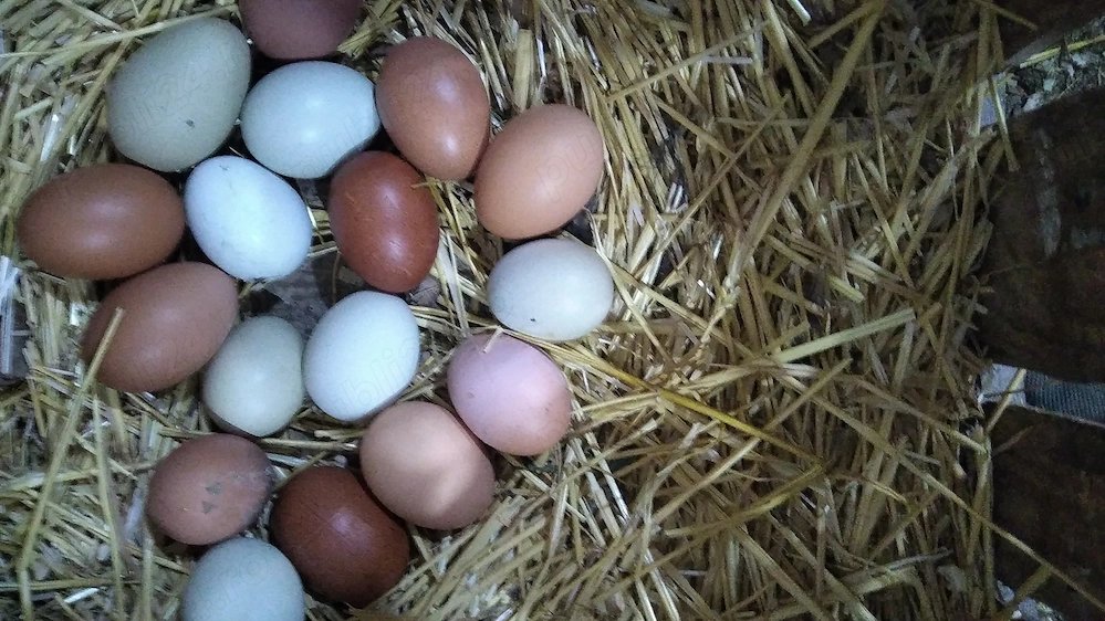 Ouă incubație curcubeu de la gaini Marans si Ameraucana