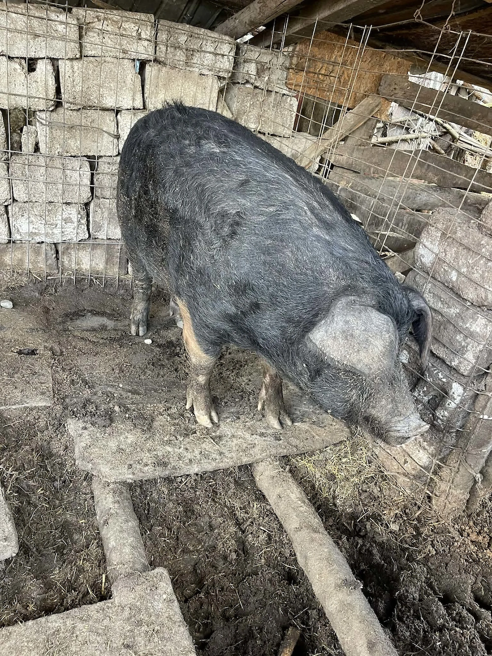 Purcea de vânzare  greutate 150 kilograme preț 16 milione