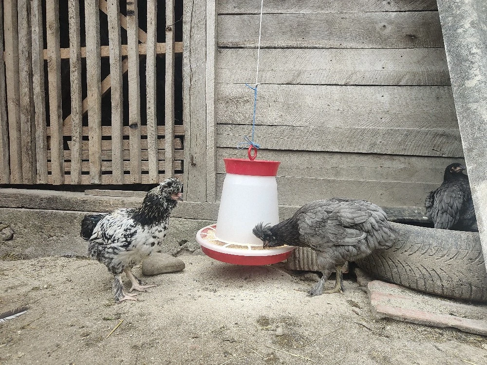 Disponibili cocoși moțați tineri 