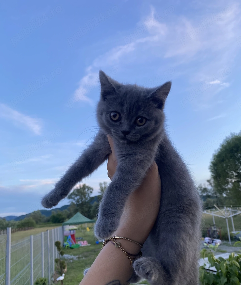 2 Fetițe british shorthair 1motanel longhair