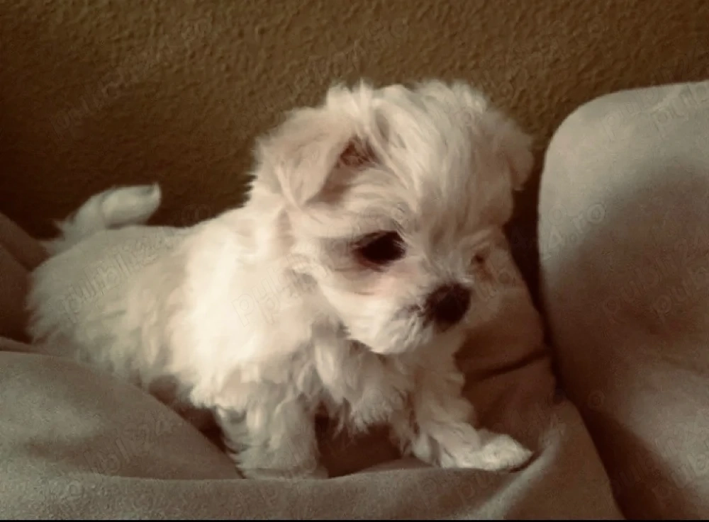 Vand bichon miny 6 saptamani
