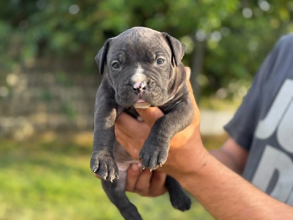 Vand american bully XL