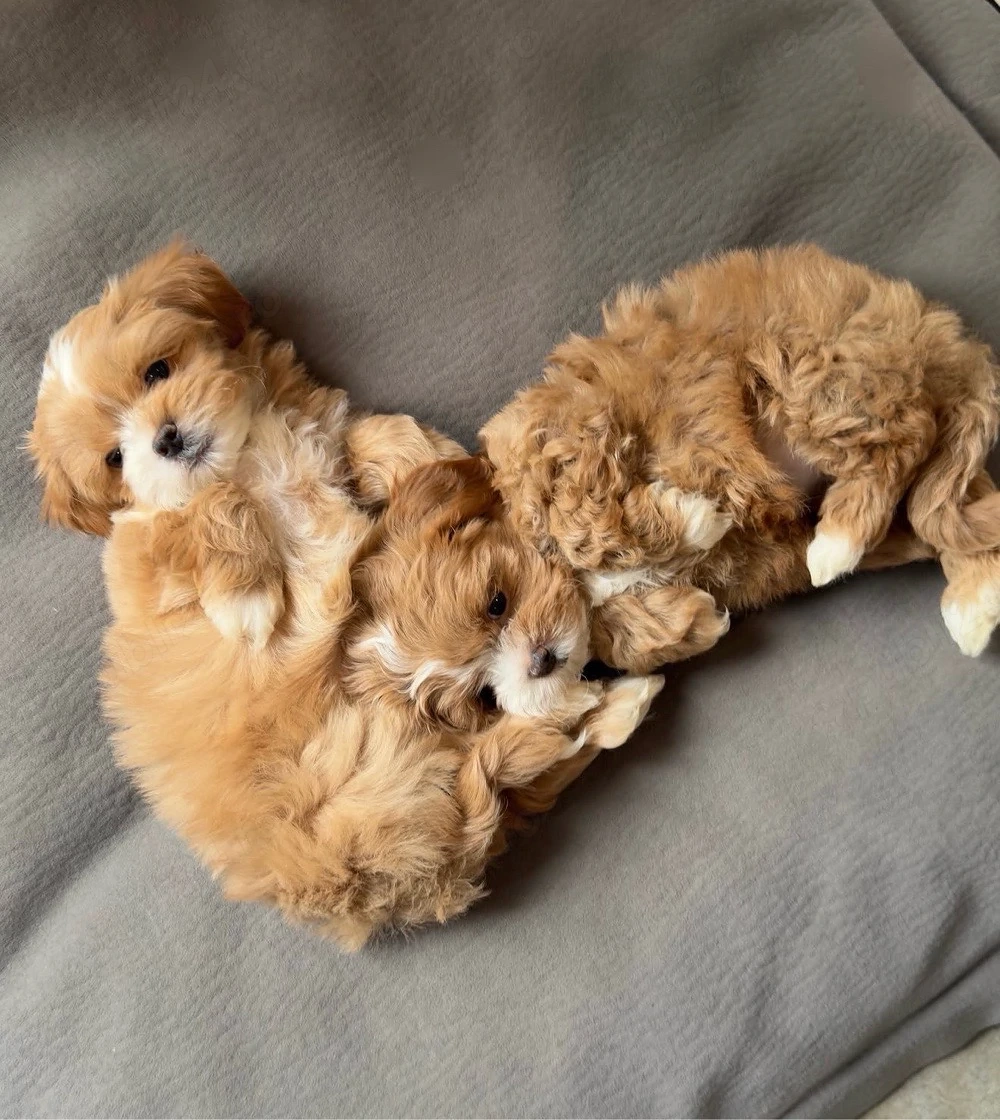Maltipoo Mini Toy culoarea Caramel 9 saptamani