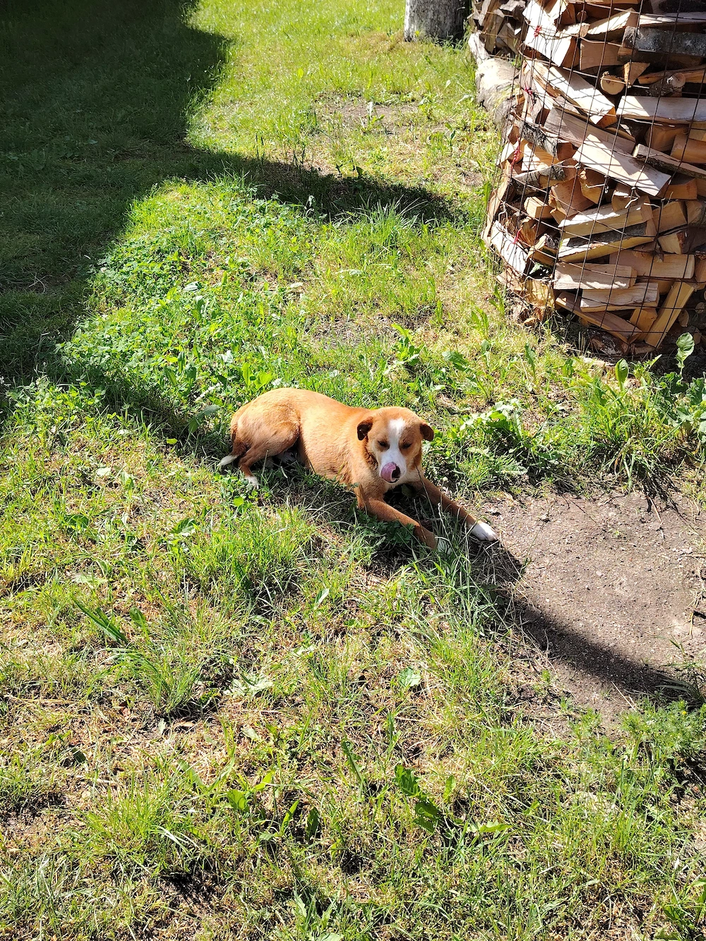 Câine de vanzare în Loc. Martinie 