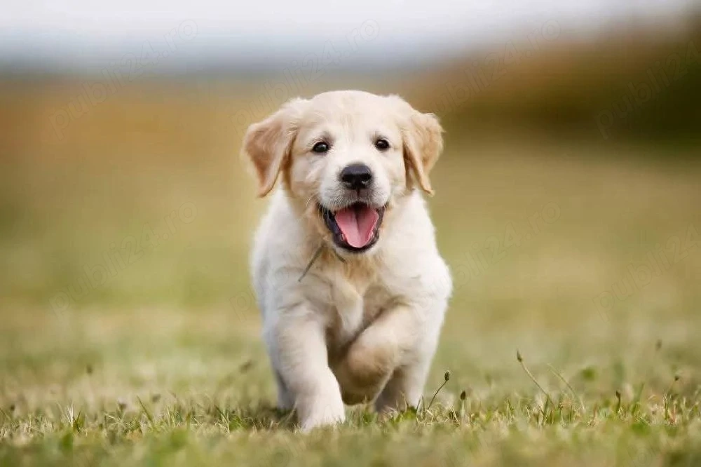 caini golden retriver 