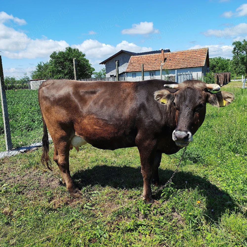 vacă bruna de Maramureș
