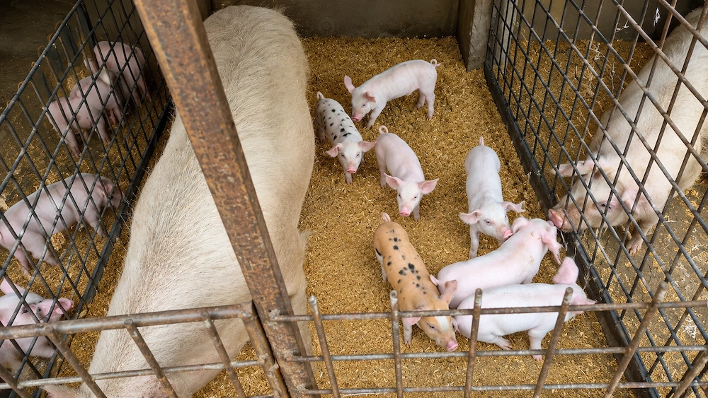 Scroafa plus 8 purcei de vânzare 