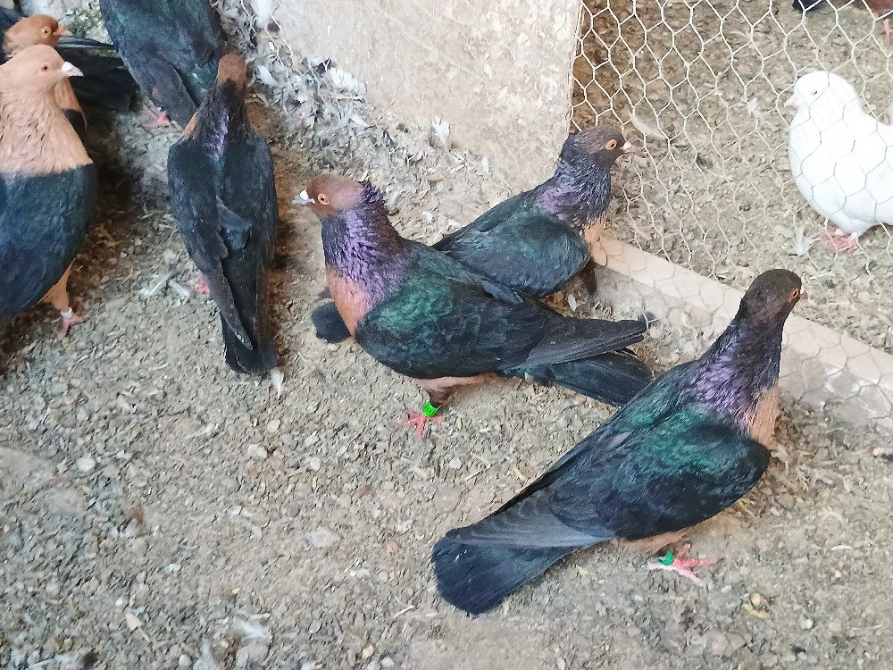Porumbei Bronzați - Arhangheli 