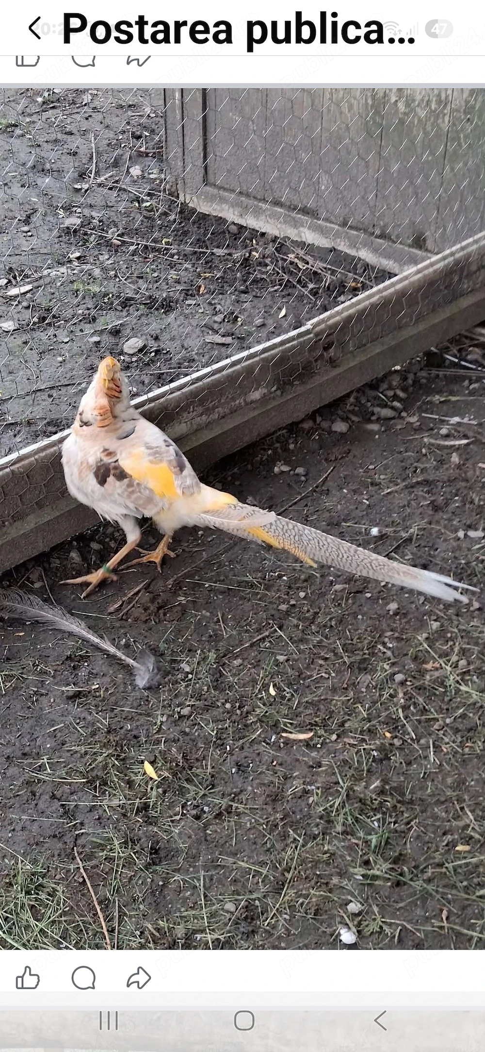 Târgoviște  fazan pe galben 