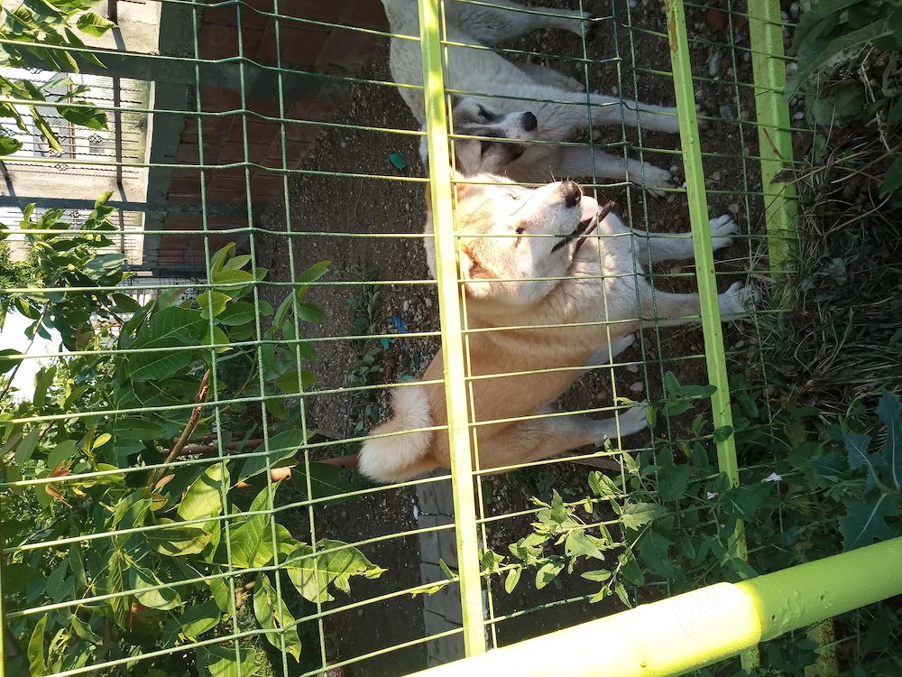Donez catelusa