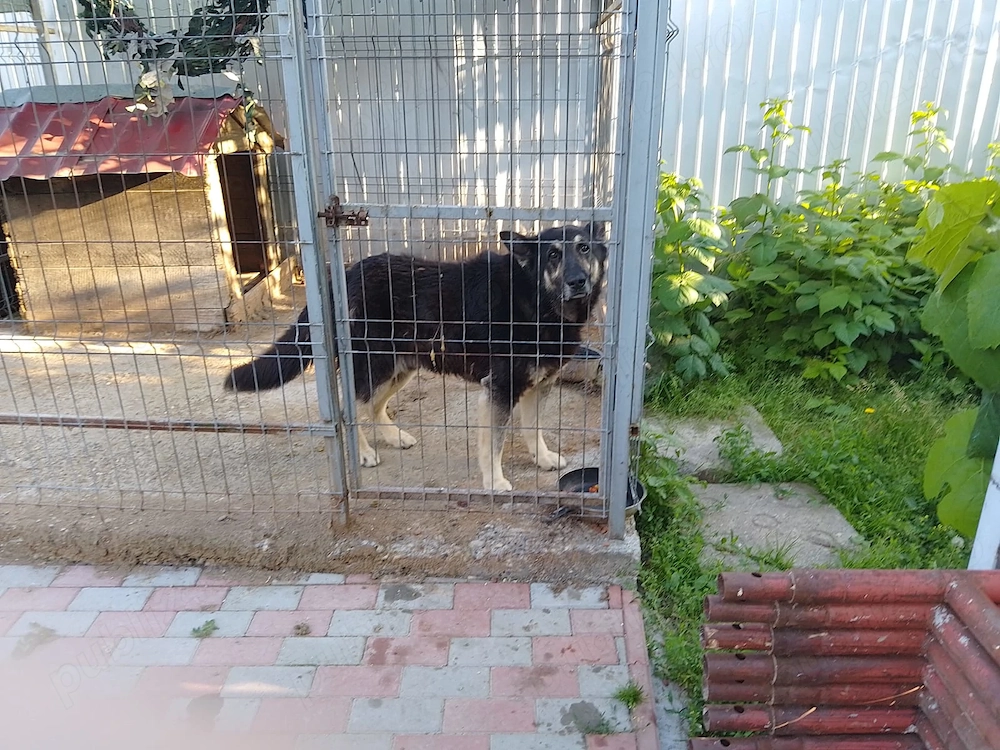 Donez ciobănesc german
