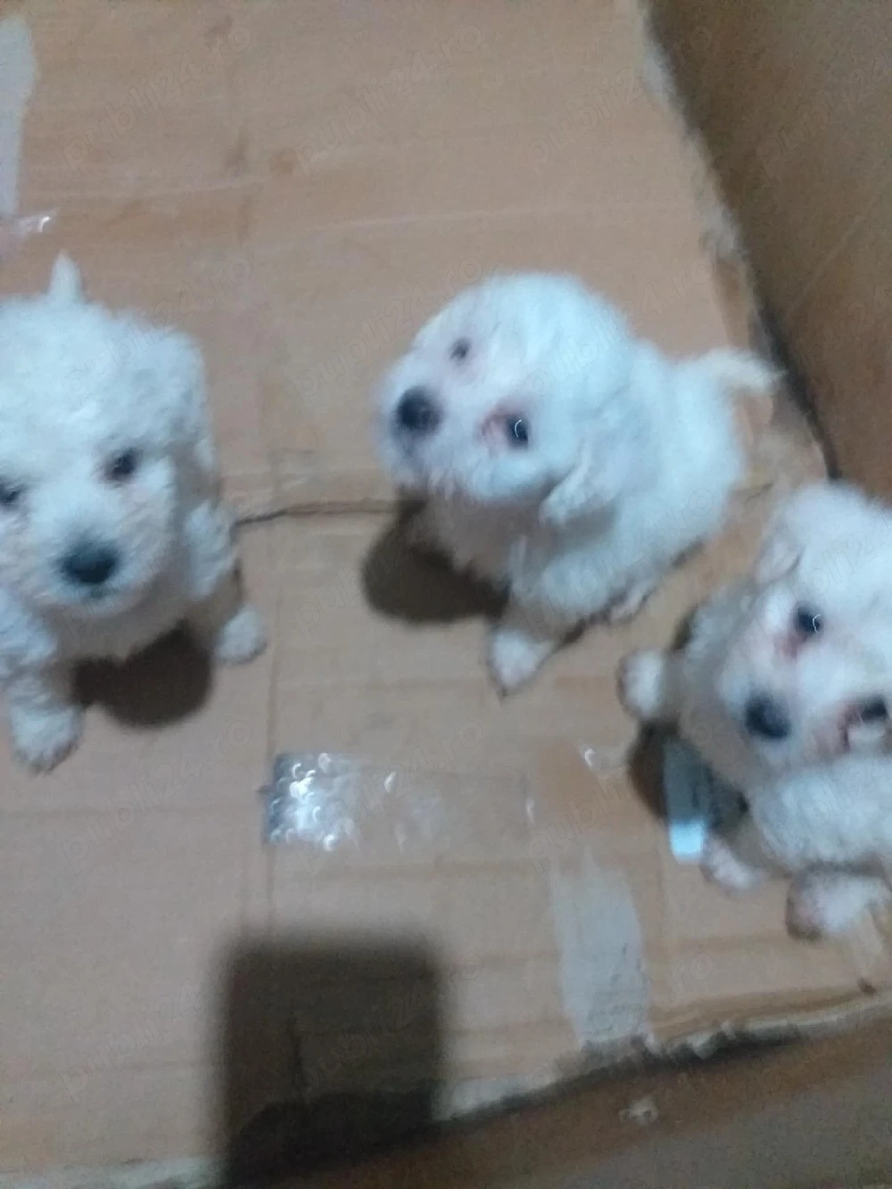 Vând căței bichon maltez 