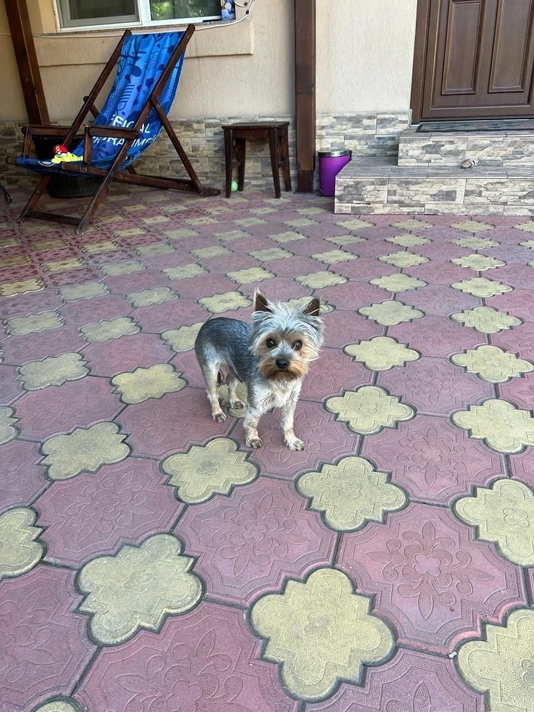 Donez mascul Yorkshire terrier !!