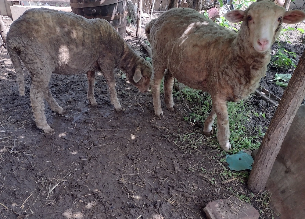 Vând animale pentru sacrificat sau crescut 