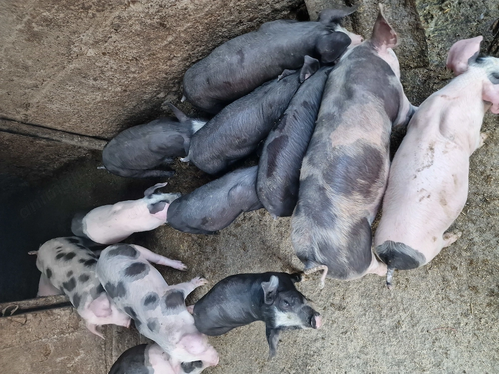 4 Purcei Bazna ramasi de vanzare
