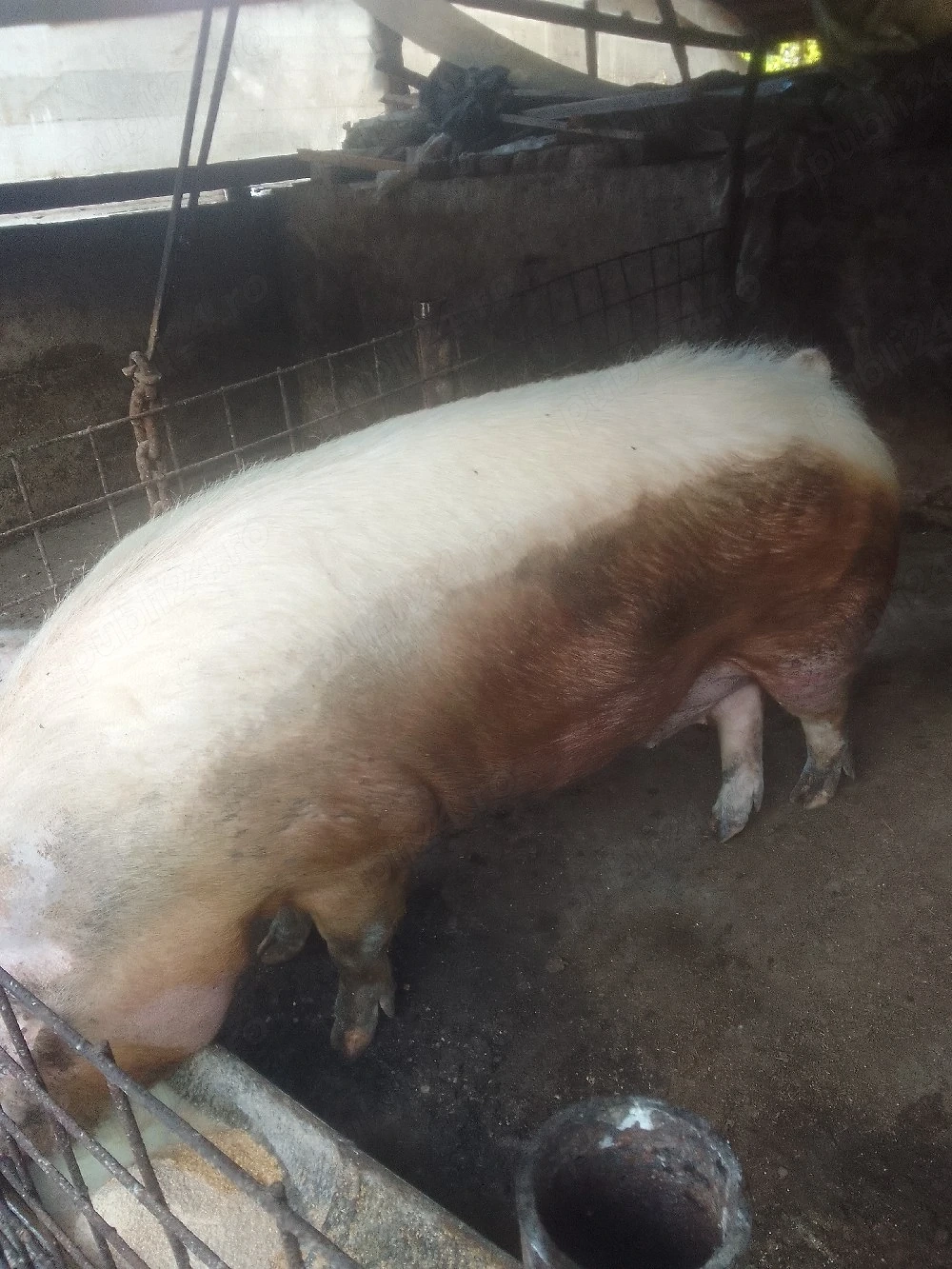Porc de vînzare 