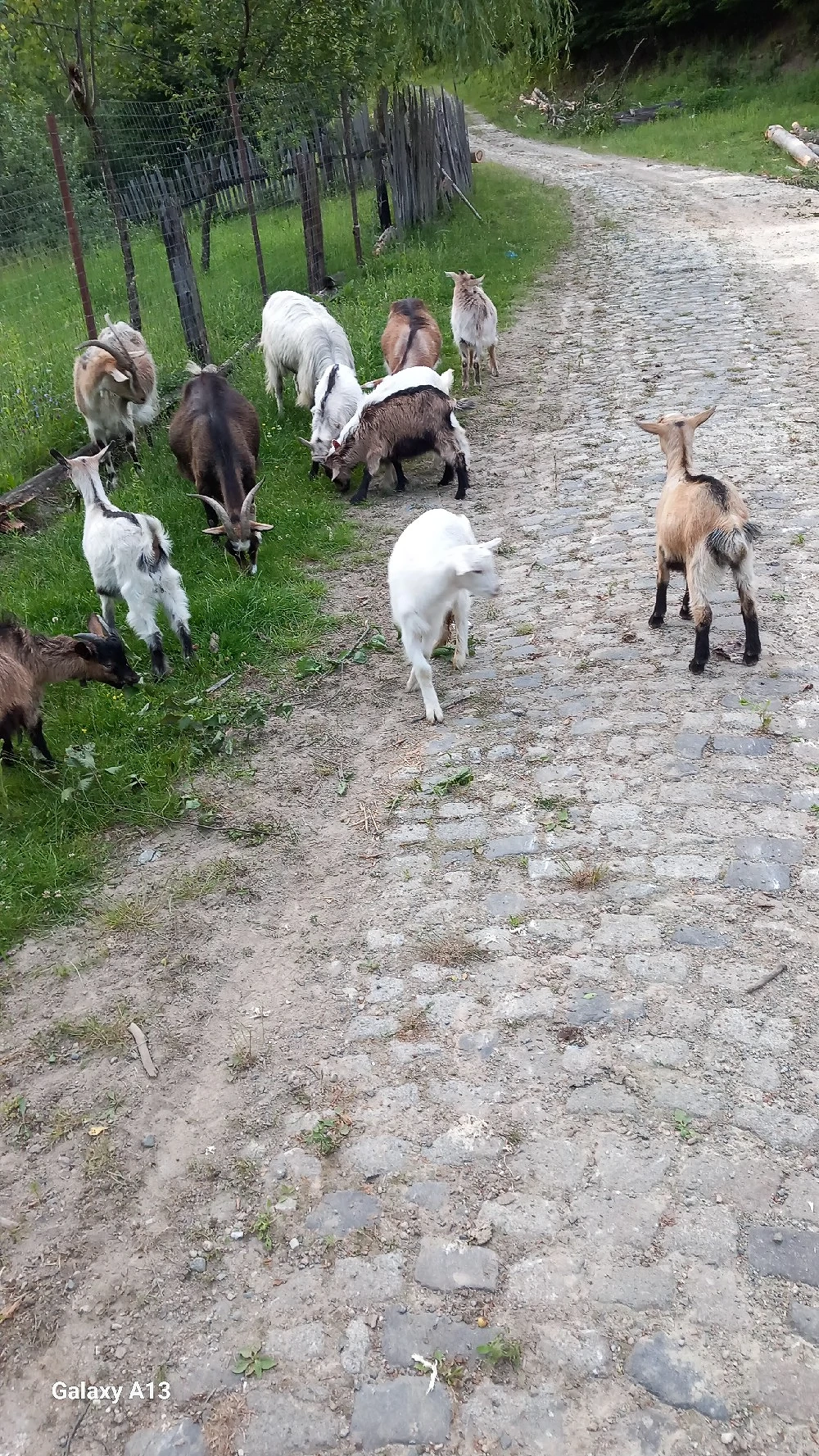 vînd opt ieduți